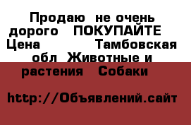 Продаю  не очень дорого , ПОКУПАЙТЕ, › Цена ­ 1 000 - Тамбовская обл. Животные и растения » Собаки   